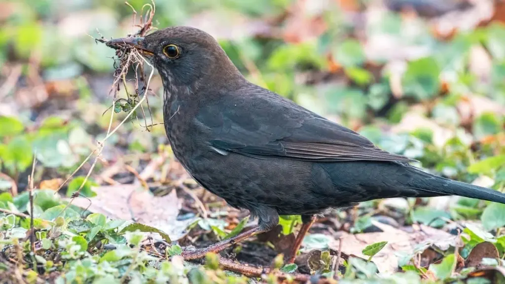 “De perfecte oplossing”: dit onmisbare hulpmiddel helpt merels naar je tuin te lokken